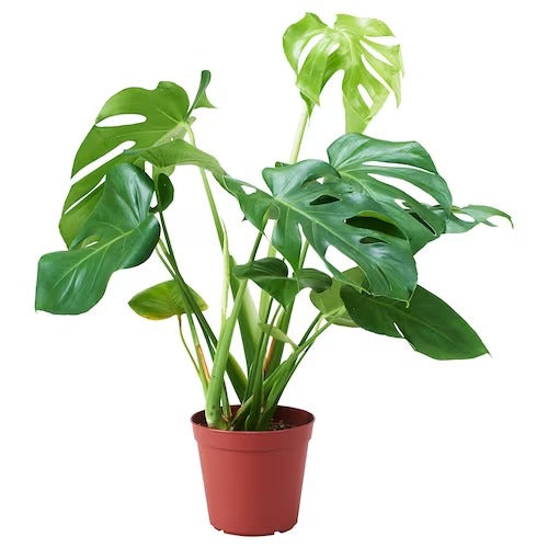 IKEA MONSTERA Potted plant, Swiss cheese plant | IKEA Plants | IKEA Plants & flowers | IKEA Decoration | Eachdaykart