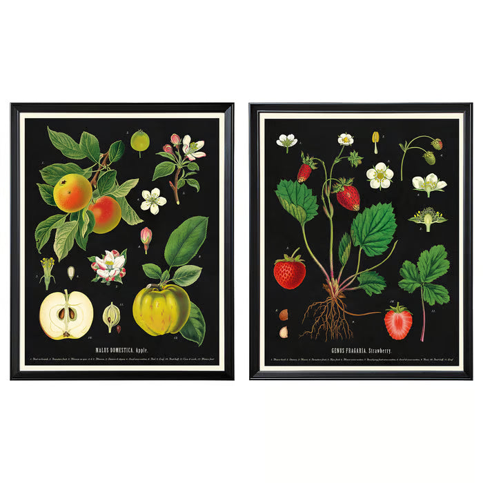 IKEA KNOPPÄNG Frame with poster, vintage botanical fruit charts, 40x50 cm (15 ¾x19 ¾ ")