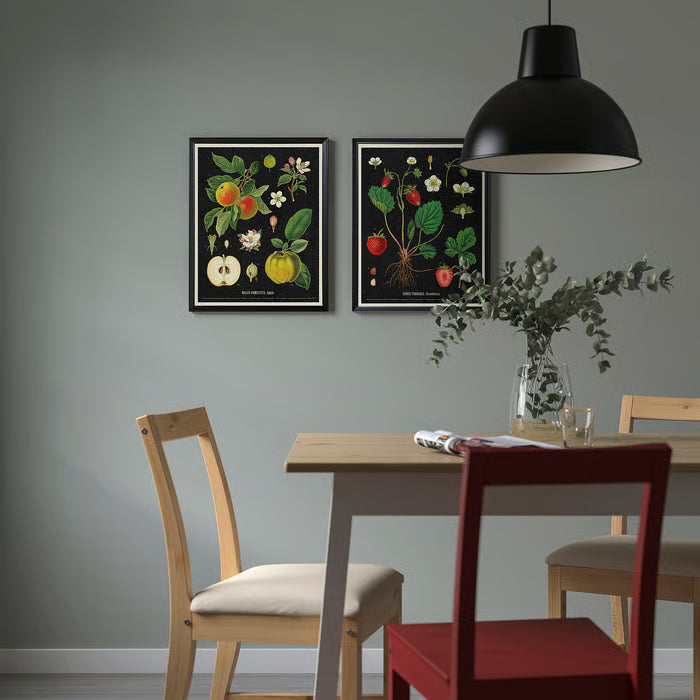 IKEA KNOPPÄNG Frame with poster, vintage botanical fruit charts, 40x50 cm (15 ¾x19 ¾ ")