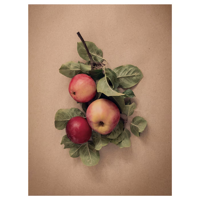 IKEA PJÄTTERYD Picture, leaves with apples, 30x40 cm (11 ¾x15 ¾ ")
