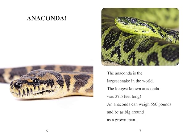 Rainforest Friends: Level 2 (I Can Read! / Made By God) by Zondervan