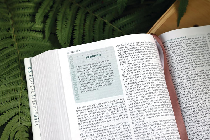 Rooted: The NIV Bible for Men by Livingstone Corporation