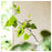 IKEA ADLAD Scented potpourri, Scandinavian Woods/white | IKEA Dried plants & potpourri | IKEA Plants & flowers | IKEA Decoration | Eachdaykart