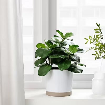 IKEA FEJKA Artificial potted plant, in/outdoor Clusia | IKEA Artificial plants & flowers | IKEA Plants & flowers | IKEA Decoration | Eachdaykart