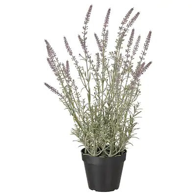 IKEA FEJKA Artificial potted plant, in/outdoor/Lavender lilac| IKEA Artificial plants & flowers | IKEA Plants & flowers | IKEA Decoration | Eachdaykart