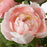 IKEA FEJKA Artificial potted plant, in/outdoor/Ranunculus pink| IKEA Artificial plants & flowers | IKEA Plants & flowers | IKEA Decoration | Eachdaykart