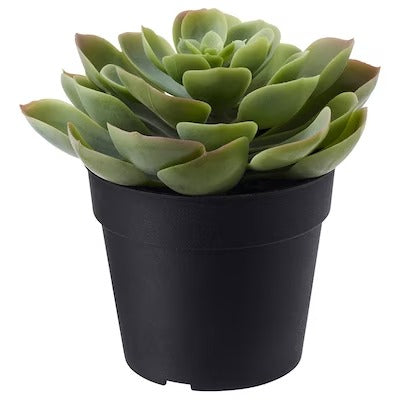 IKEA FEJKA Artificial potted plant, in/outdoor Succulent | IKEA Artificial plants & flowers | IKEA Plants & flowers | IKEA Decoration | Eachdaykart