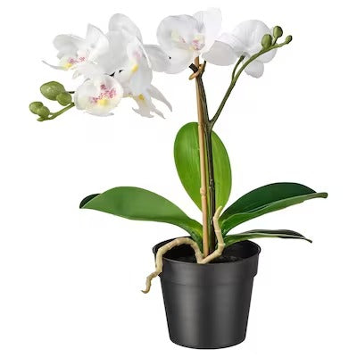 IKEA FEJKA Artificial potted plant, Orchid white | IKEA Artificial plants & flowers | IKEA Plants & flowers | IKEA Decoration | Eachdaykart