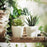IKEA FEJKA Artificial potted plant with pot, in/outdoor Succulent | IKEA Artificial plants & flowers | IKEA Plants & flowers | IKEA Decoration | Eachdaykart