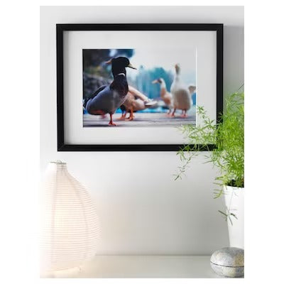 IKEA RIBBA Frame, black | IKEA Picture & photo frames | IKEA Frames & pictures | Eachdaykart