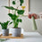 IKEA TOMAT Spray bottle, light green | IKEA Growing accessories | IKEA Plants & flowers | IKEA Decoration | Eachdaykart
