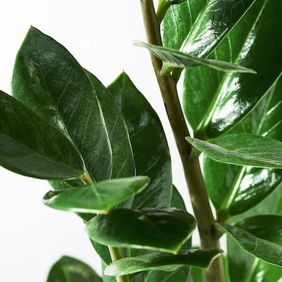 IKEA ZAMIOCULCAS Potted plant, Aroid palm | IKEA Plants | IKEA Plants & flowers | IKEA Decoration | Eachdaykart