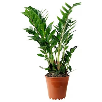 IKEA ZAMIOCULCAS Potted plant, Aroid palm | IKEA Plants | IKEA Plants & flowers | IKEA Decoration | Eachdaykart